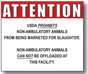 ATTENTION: USDA PROHIBITS non-ambulatory animals from being marketed for slaughter. Non-ambulatory animals CAN NOT be offloaded at this facility.