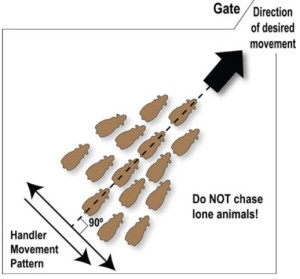 Diagram showing how a pen should be emptied - depicting the direction of desired movement towards the gate; and handler movement patten at a 90 degree angle. A final warning not to chase lone animals