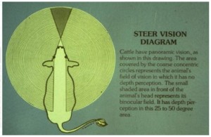 Steer Vision Diagram: Cattle have panoramic vision, as shown in this drawing. The area covered by the coarse concentric circles represents the animal's field of vision in which it has no depth perception. The small shaded area in front of the animal's head represent its binocular field. It has depth perception in this 25-50 degree area.